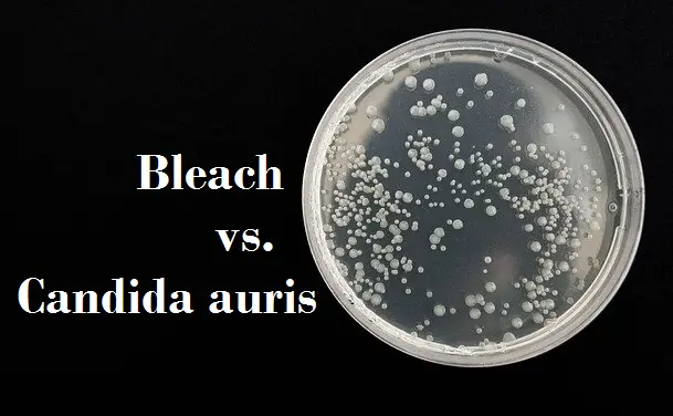 does-bleach-kill-candida-auris-wipes-sprays-that-kill-candida-auris