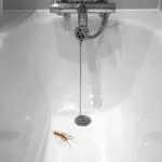 how do centipedes get in the bathtub
