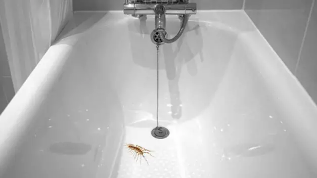 How Do Centipedes Get In The Bathtub, Small Black Bugs Coming Out Of Bathtub Drain