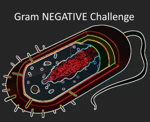 gram negative bacteria membrane structure
