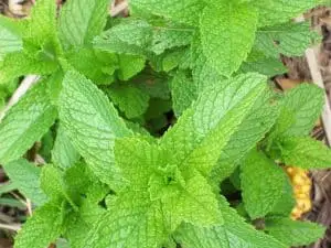 planting mint around pergola can help keep spiders off