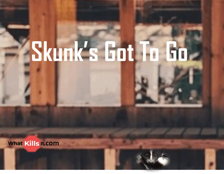 How to Catch a Skunk Under Your House: The ONE Thing That Worked