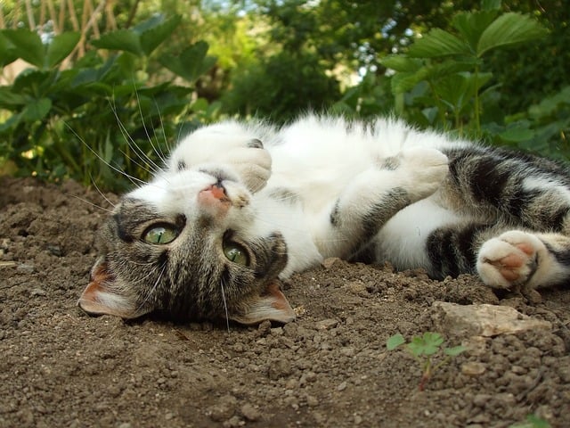 Can You Get Ringworm From Cats House Cat Kittens Strays 