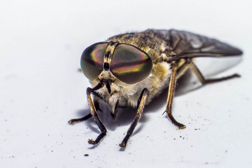 What Repels Horse Flies? How NOT to be HER Next Meal. What Kills It