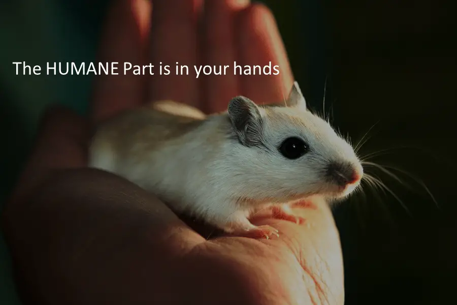 Do Humane Mouse Traps Work? MustHave Features for Humane Traps.