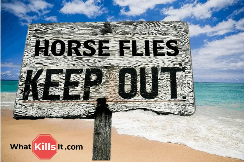 How to Keep Horseflies Away at the Beach TOP 5 Decoys What Kills It