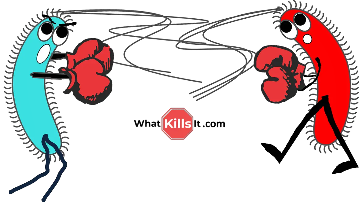 what-s-worse-salmonella-or-e-coli-bacteria-battle-for-nasty