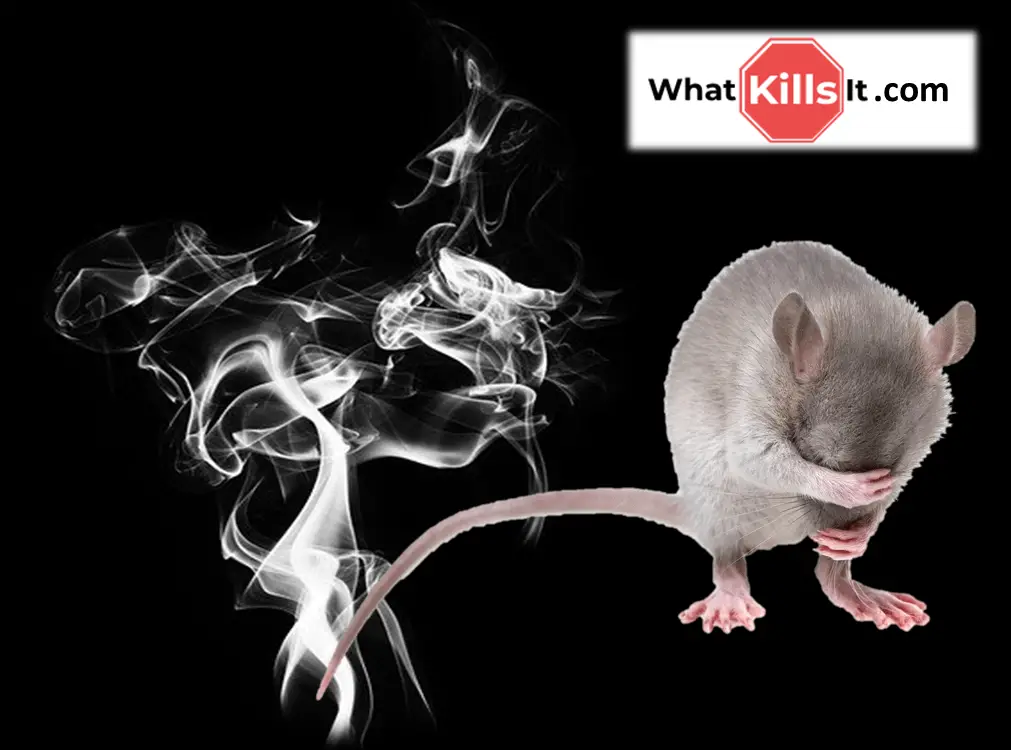 Que cheiro os ratos odeiam?
