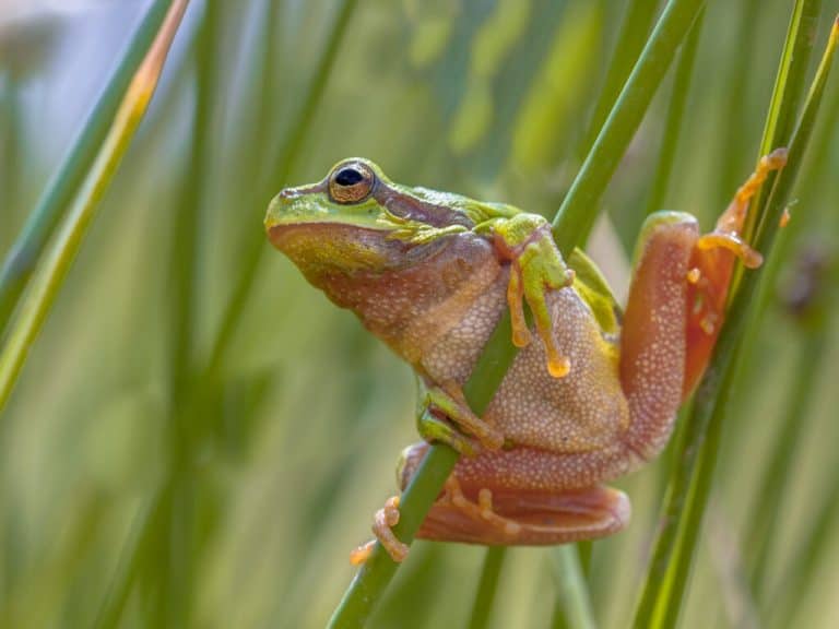 what-is-a-tick-s-natural-predator-this-eats-5000-ticks-per-season