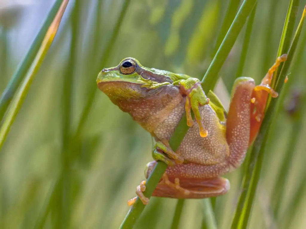 frogs can find and eat ticks