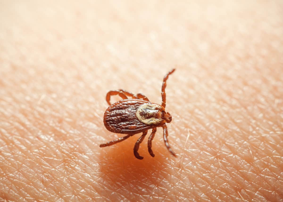 What Is a Tick's Natural Predator: This Eats 5000 Ticks per Season! - What Kills It