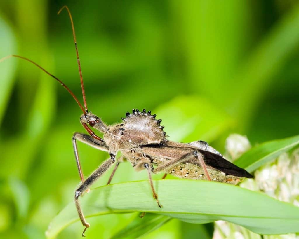 How to Get Rid of Wheel Bugs: The Peaceful EASY Way - What Kills It