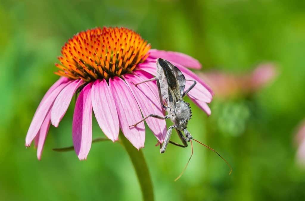 wheel bug waiting for meal