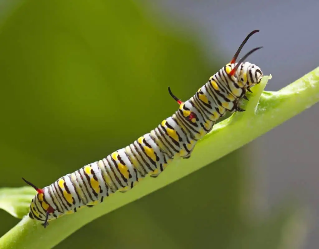 wheel bugs love eating caterpillars
