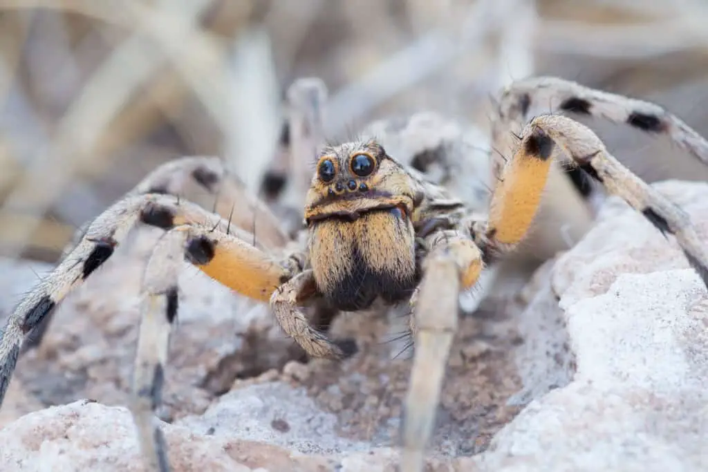 What Is a Tick's Natural Predator This Eats 5000 Ticks per Season