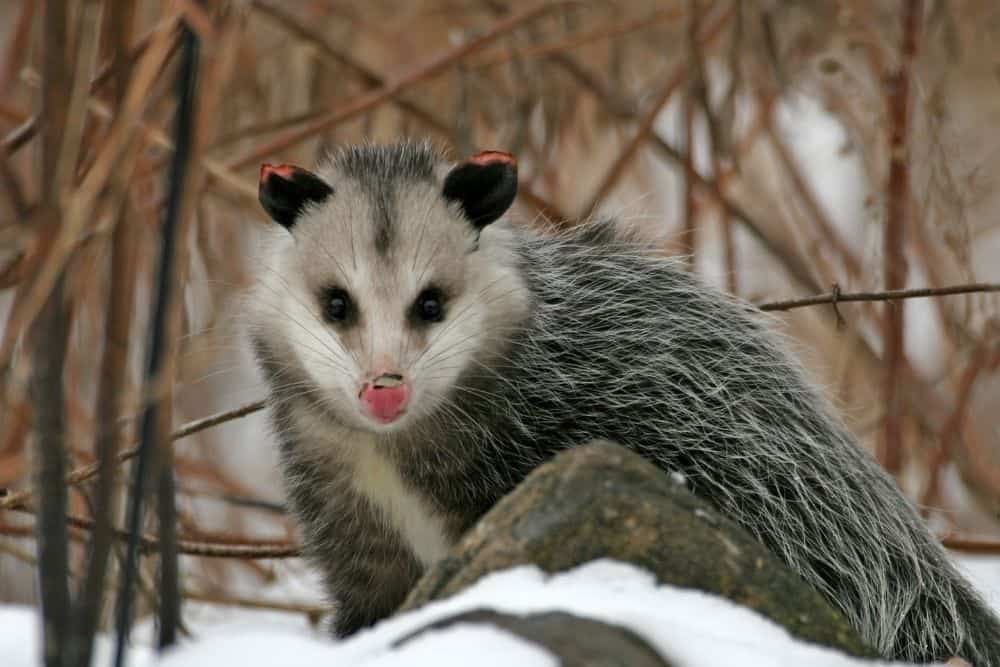 possum with rabies