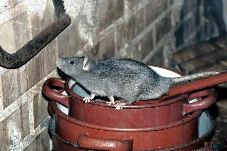 Do Rats Have Bones or are they Boneless, Spineless? What Kills It