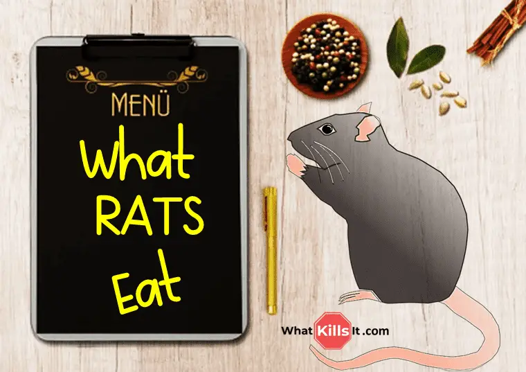 What Do Rats Eat? Street Rat vs. Pet Rat Diet What Kills It