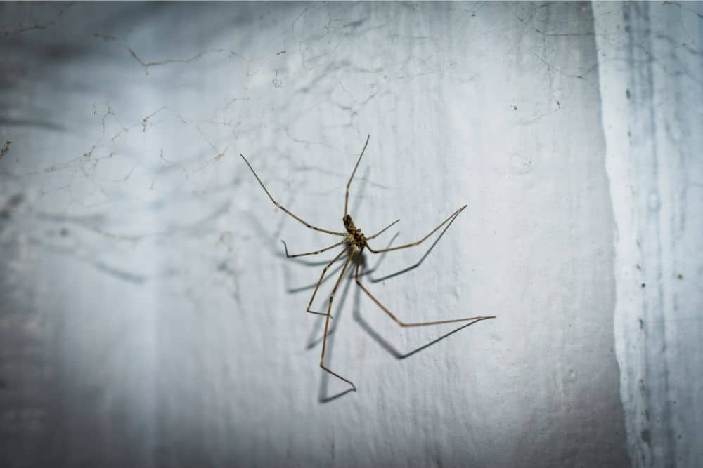 How To Kill A Spider