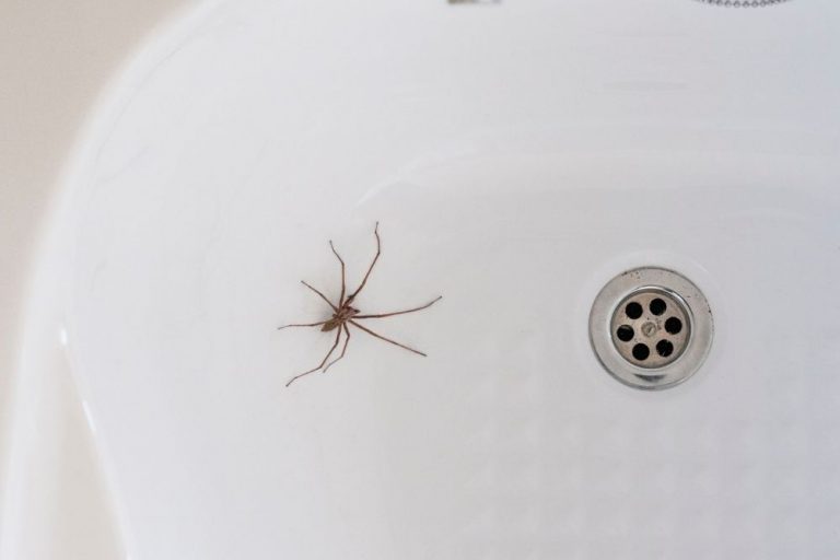 How To Kill A Spider - What Kills It