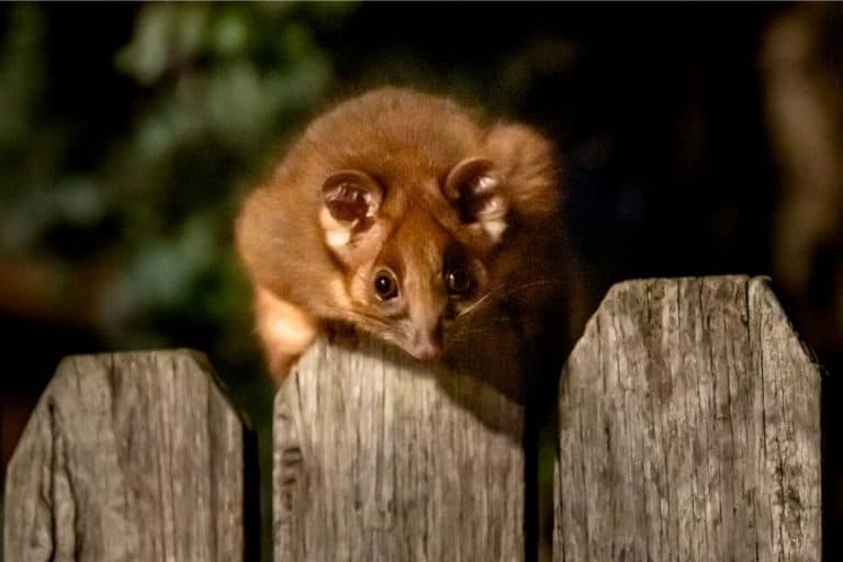 Are Possums Dangerous? Diseases & Demeanor What Kills It