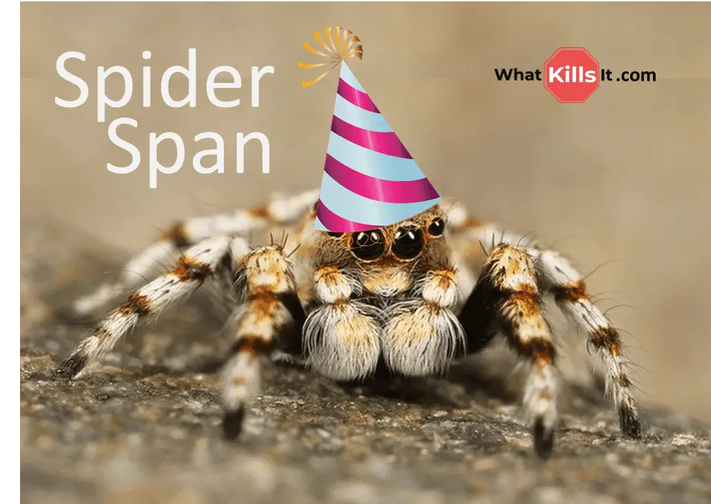 How Long Do Spiders Live? Male/Female + World Record What Kills It