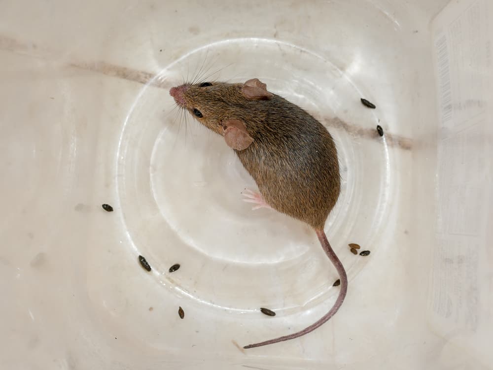 What Does Rat Poop Look Like Shape Size Color Texture What Kills It