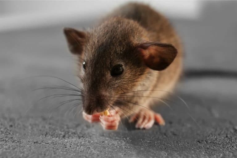 What Do Rats Eat? Street Rat vs. Pet Rat Diet What Kills It