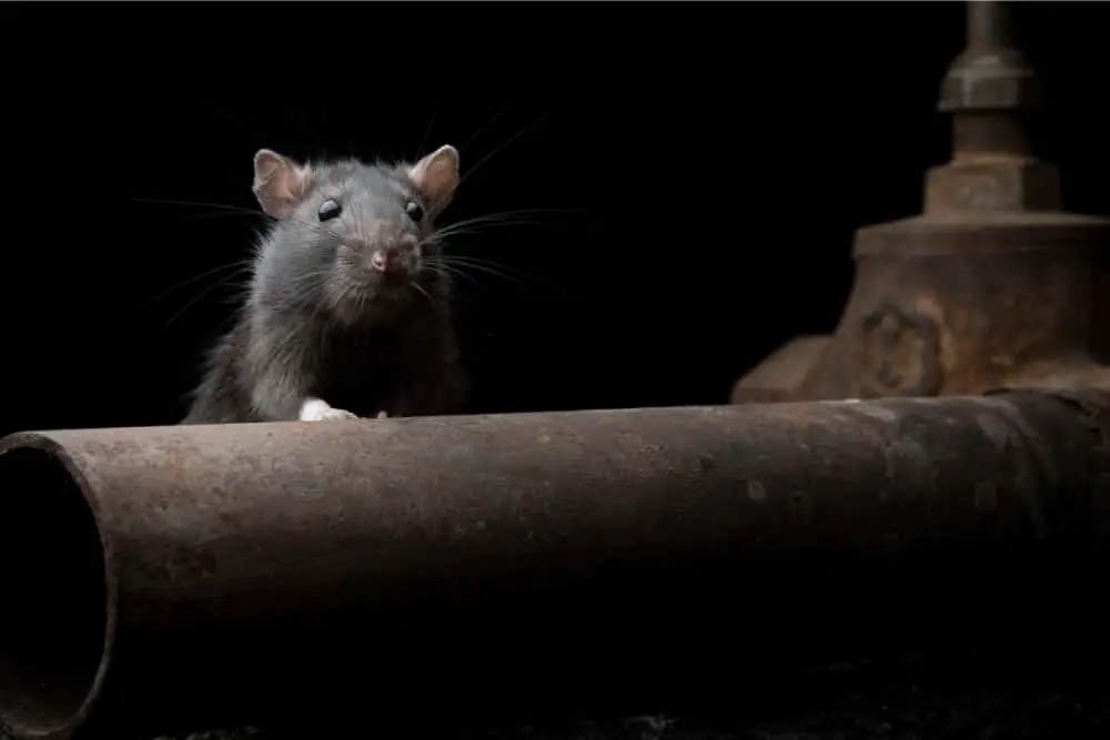 What size holes can rats fit through