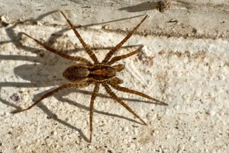 How To Get Rid Of Wolf Spiders: Inside & Outside - What Kills It