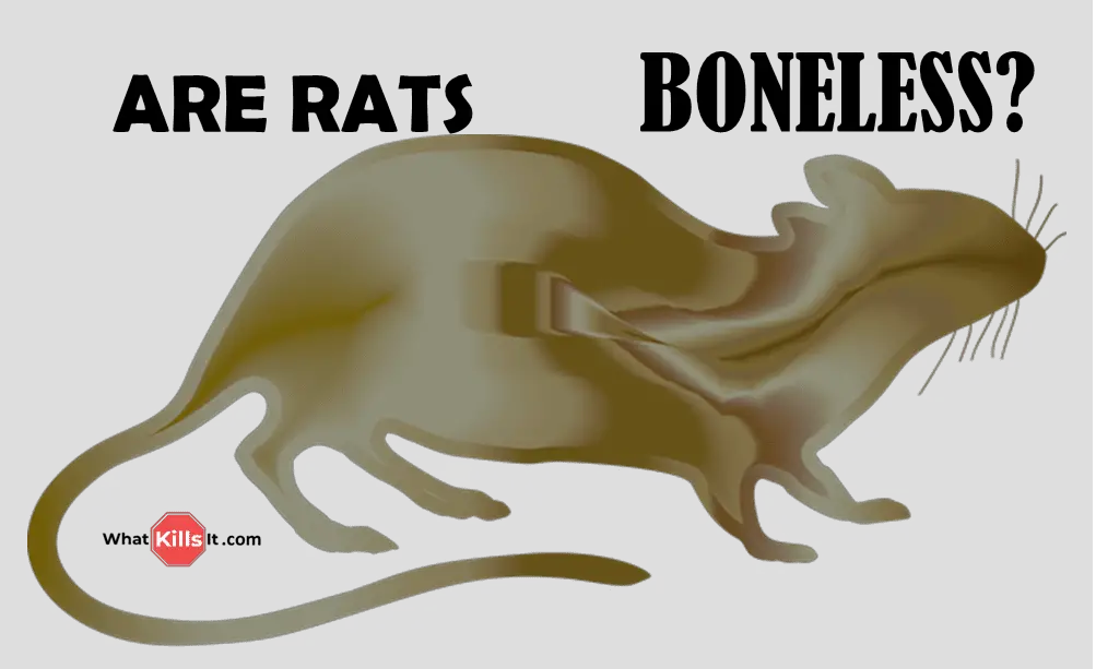 Do Rats Have Bones or are they Boneless, Spineless? What Kills It