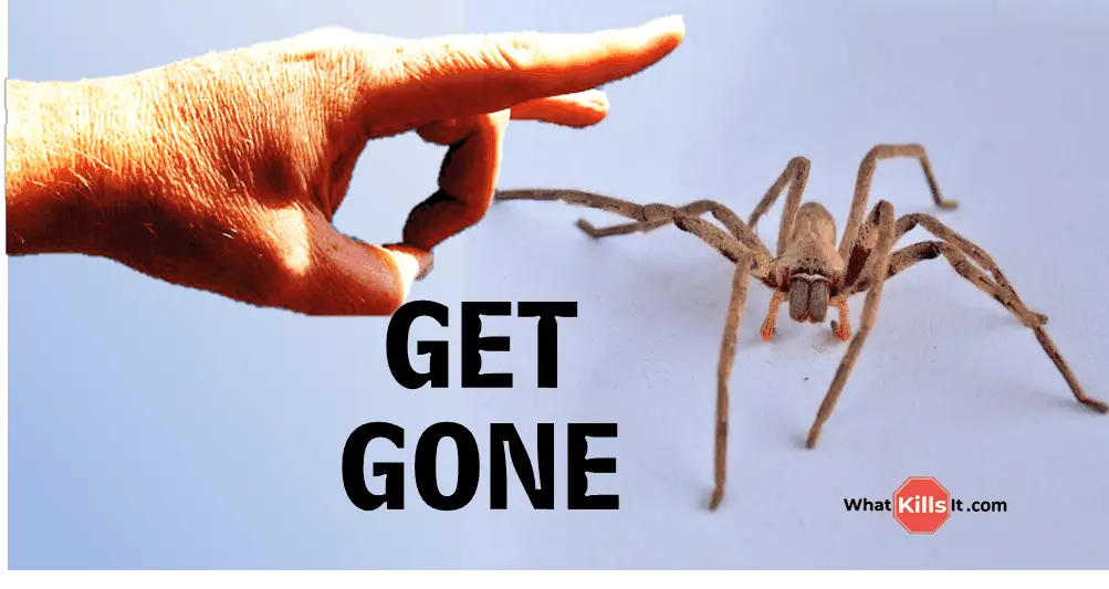 How To Get Rid Of Wolf Spiders Inside & Outside What Kills It