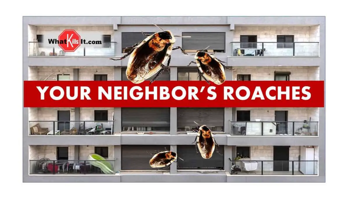 How to Get Rid of Roaches Coming from Neighbors House or Apartment